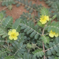 Tribulus terrestris L.